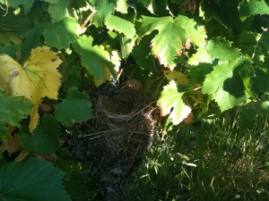 Vendanges manuelles au Domaine des Puechs du Grès vin rose mazet antonin nid oiseau